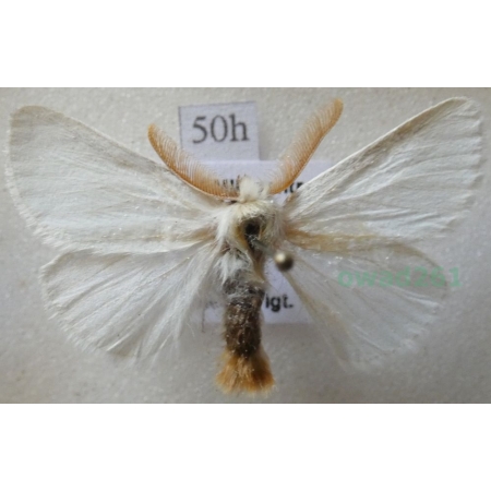 Euproctis chrysorrhoea (Linnaeus, 1758) male Kuprówka rudnica Czech50h